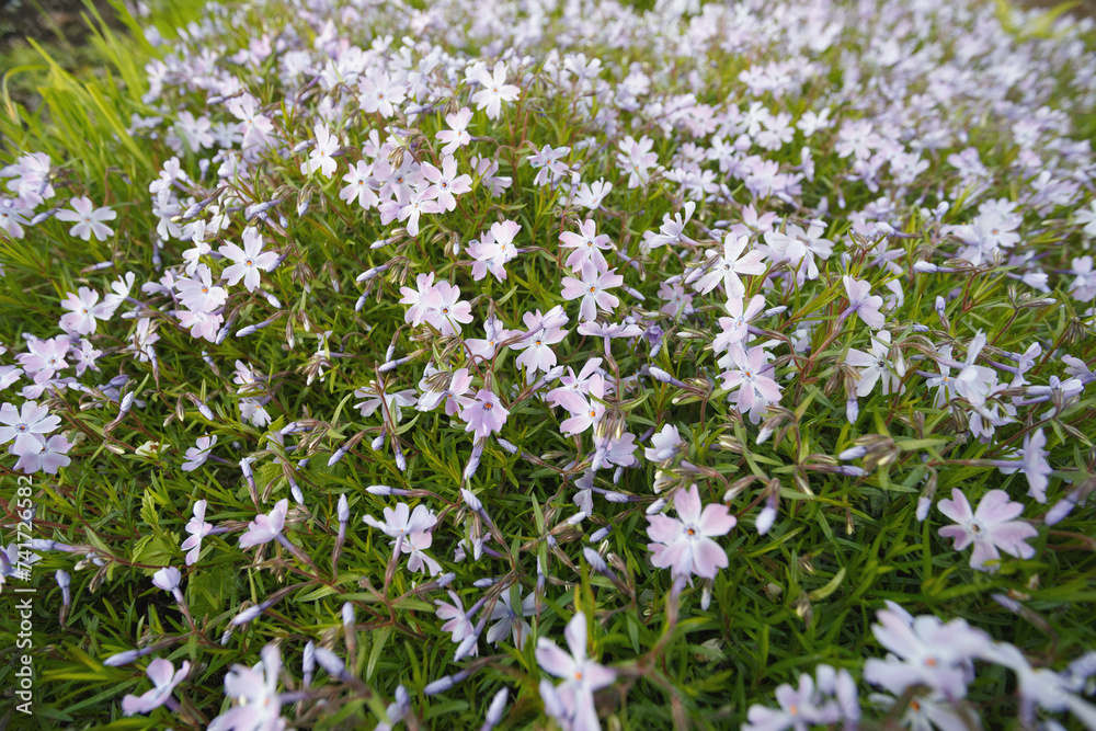 Phlox subulate in the spring garden