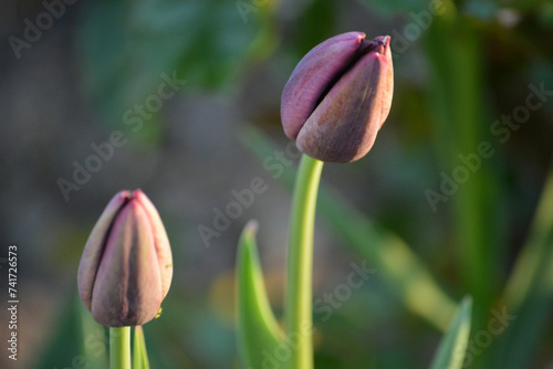 Tulpenblüten – verschiedene Arrangements und Farben