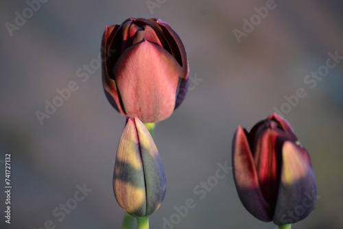 Tulpenblüten – verschiedene Arrangements und Farben