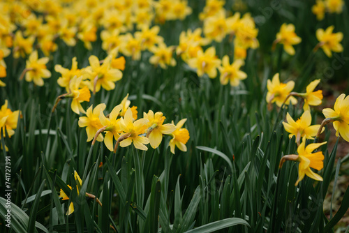 Thousands of yellow daffodils in a field in Ukraine. Spring beauty that pleases the eye