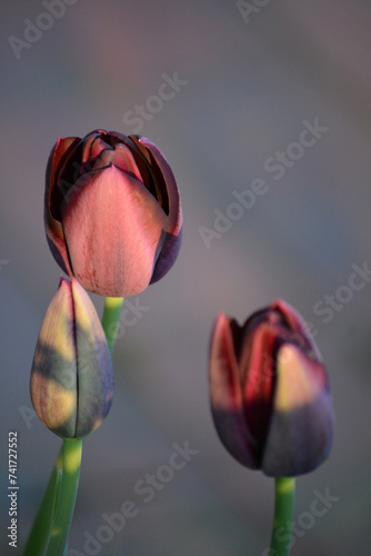 Tulpenblüten – verschiedene Arrangements und Farben