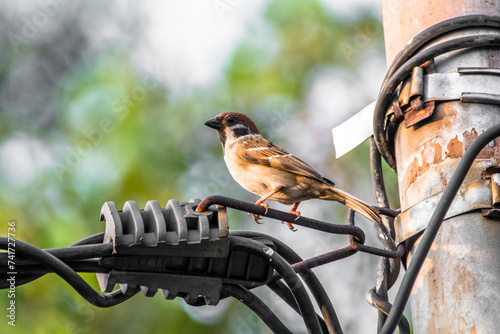 The Eurasian tree sparrow (Passer montanus) is a passerine bird in the sparrow family with a rich chestnut crown and nape and a black patch on each pure white cheek photo