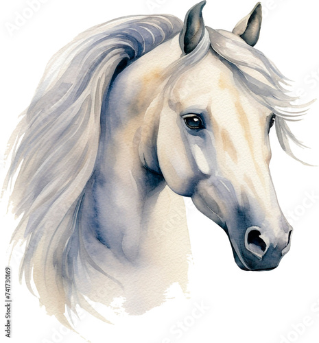 Portrait of gray arabian horse head  Profile Pictures. White horse portrait.