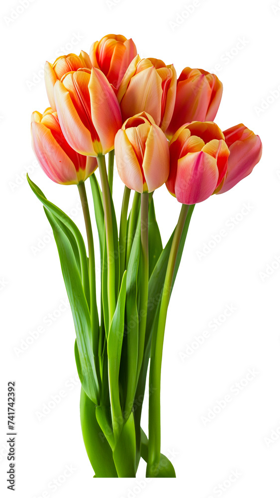 Orange and Yellow Gradient Tulips Isolated on Transparent Background Orange and Yellow Gradient Tulips Isolated on Transparent Background