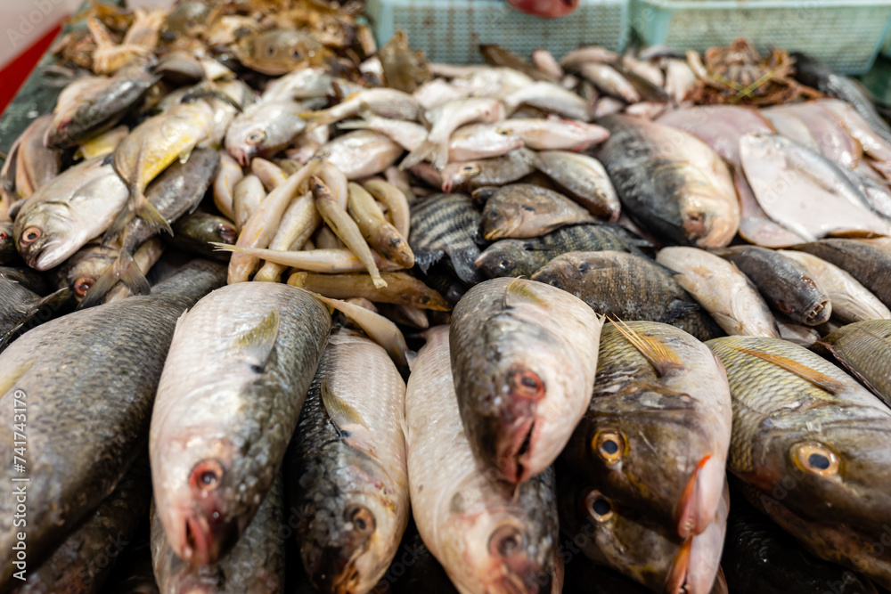 Variety of fresh fish on display at a fish market