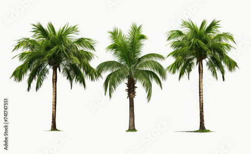 Three Palm Trees Standing Adjacent
