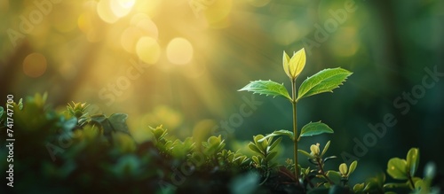 Young plant in the morning light on green blurred nature background. Generative AI