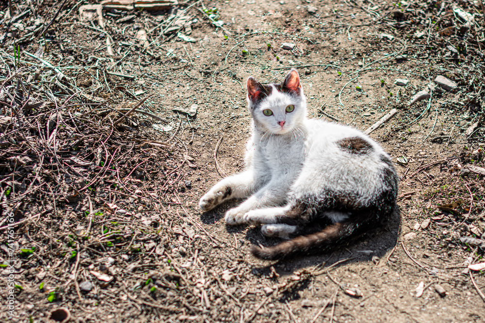 A black and white cat with yellow-green eyes rests on the ground A black and white cat with yellow-green eyes rests on the ground