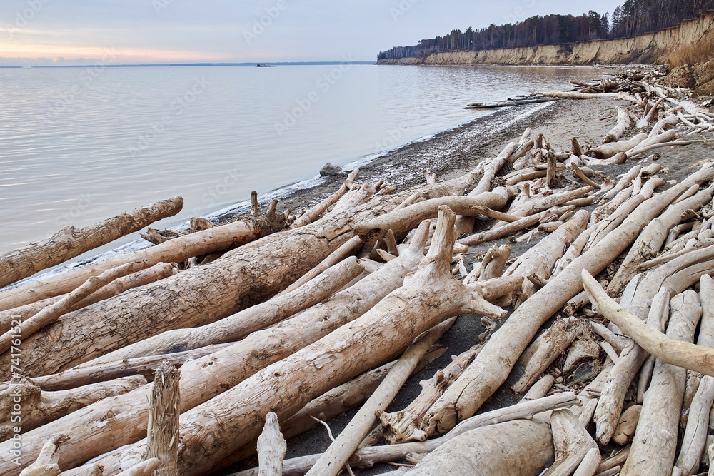 Trees fallen from a sand cliff lie on seashore. A lot of driftwood, coastal destruction. Water is eroding the coast. Off season nature landscape. Soil erosion, abrasion natural process. Ob Reservoir Trees fallen from a sand cliff lie on seashore. A lot of driftwood, coastal destruction. Water is eroding the coast. Off season nature landscape. Soil erosion, abrasion natural process. Ob Reservoir