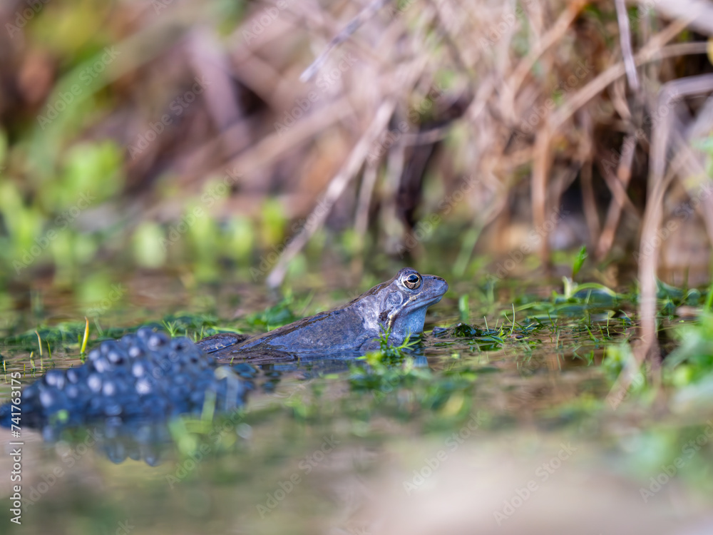 A Frog Sitting in Frogspawn A Frog Sitting in Frogspawn