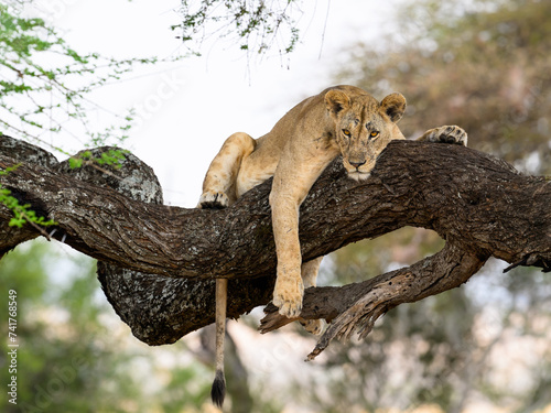 Lioness resting on tree branch in Tarangire National Park, Tanzania