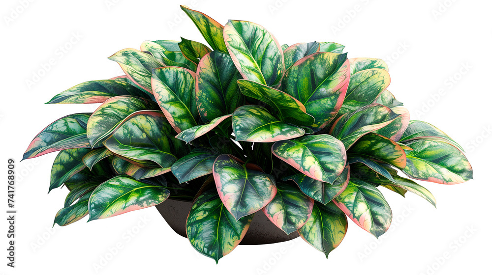Obraz premium Plantas verdes de interior en maceta aisladas sobre fondo transparente. Plantas de interior ornamentales.