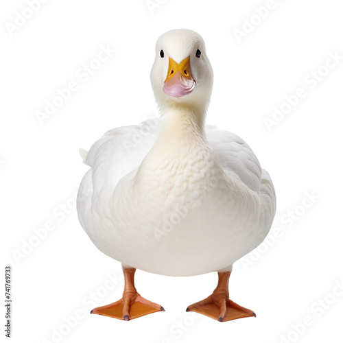 White duck isolated on a transparent background.