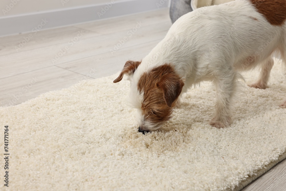 Cute dog near wet spot on rug indoors. Space for text Cute dog near wet spot on rug indoors. Space for text