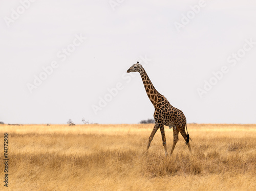 Masai Giraffe on dry grass in Tarangire National Park, Tanzania photo