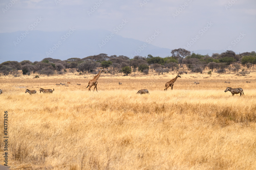 Masai Giraffes  on dry grass in Tarangire National Park, Tanzania