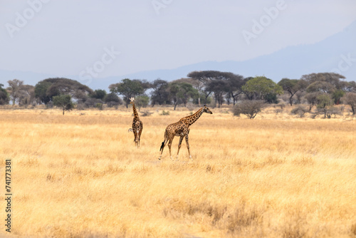 Masai Giraffes on dry grass in Tarangire National Park, Tanzania