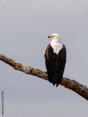 African Fish Eagle on tree branch against sky