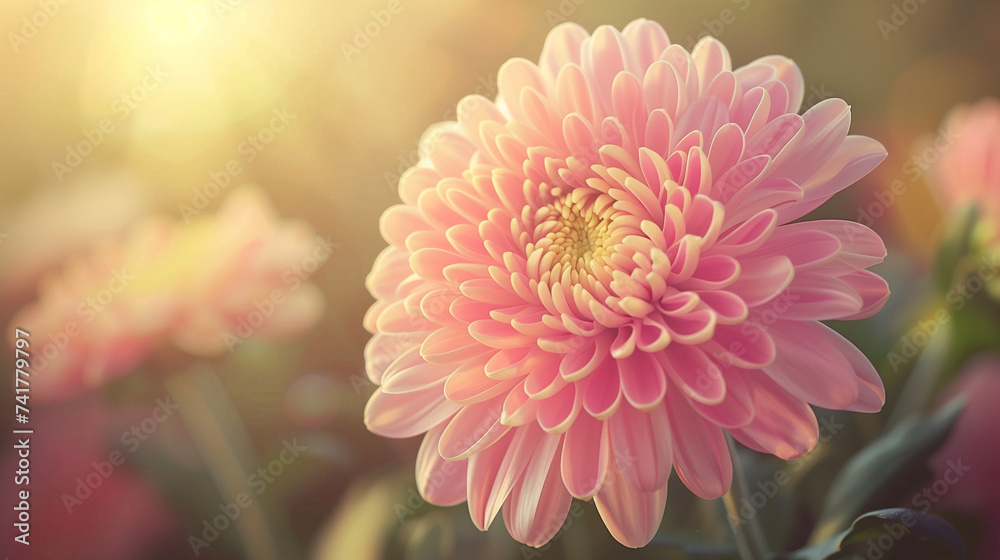 Close up shot of a vibrant chrysanthemum flower Close up shot of a vibrant chrysanthemum flower