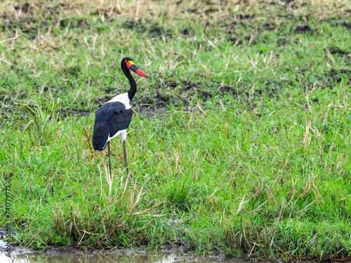 Saddle Billed Stork foraging for food in shallow water in Tarangire National Park photo