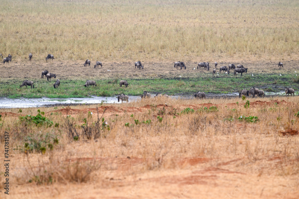 Savannah landscape with grazing animals in dry season, Tanzania