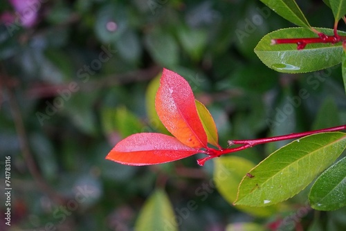 Red and green leaves of a photinia fraseri red robin shrub, after the rain