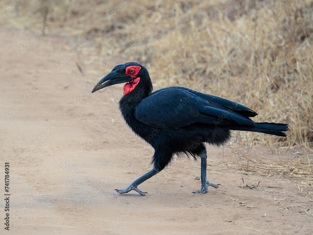 Obraz premium Southern Ground Hornbill foraging in savannah of Tanzania in dry season
