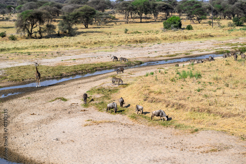 Savannah landscape with a river and grazing animals in dry season  Tanzania