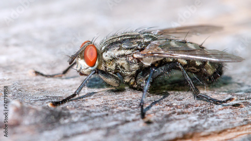 close up of fly © lazalnik