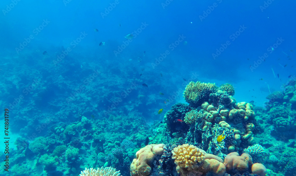 Amazing coral reef and fish Amazing coral reef and fish
