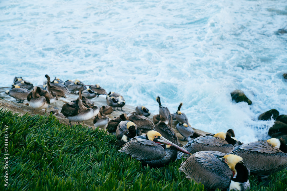Fototapeta premium Pelicans on a cliff in La Jolla,