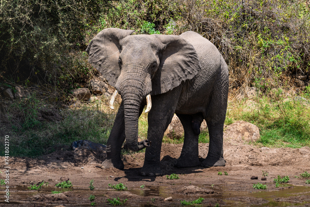 African Elephant came to drink water from a puddle of water