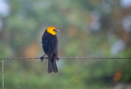 yellow headed blackbird isolated on a fence showing off beautiful colors