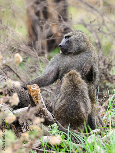 Two olive baboons, female grooming the male one