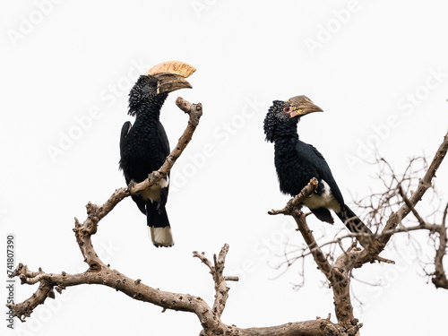 Male and Female Silvery-cheeked Hornbills on tree branches against white background, isolated photo
