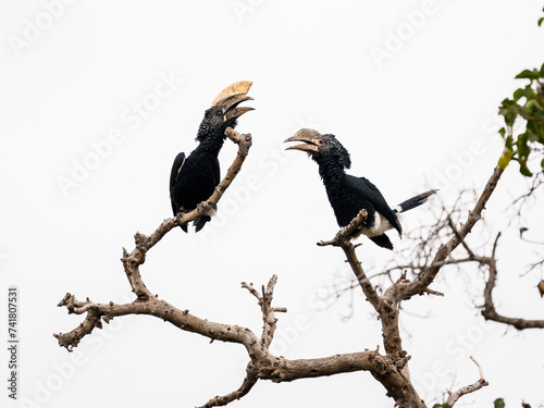 Male and Female Silvery-cheeked Hornbills on tree branches against white background, isolated photo
