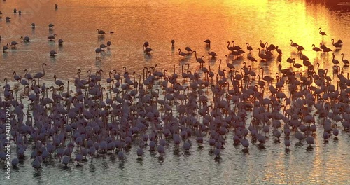 Lesser Flamingo, phoenicopterus minor, Colony at lake at sunset photo
