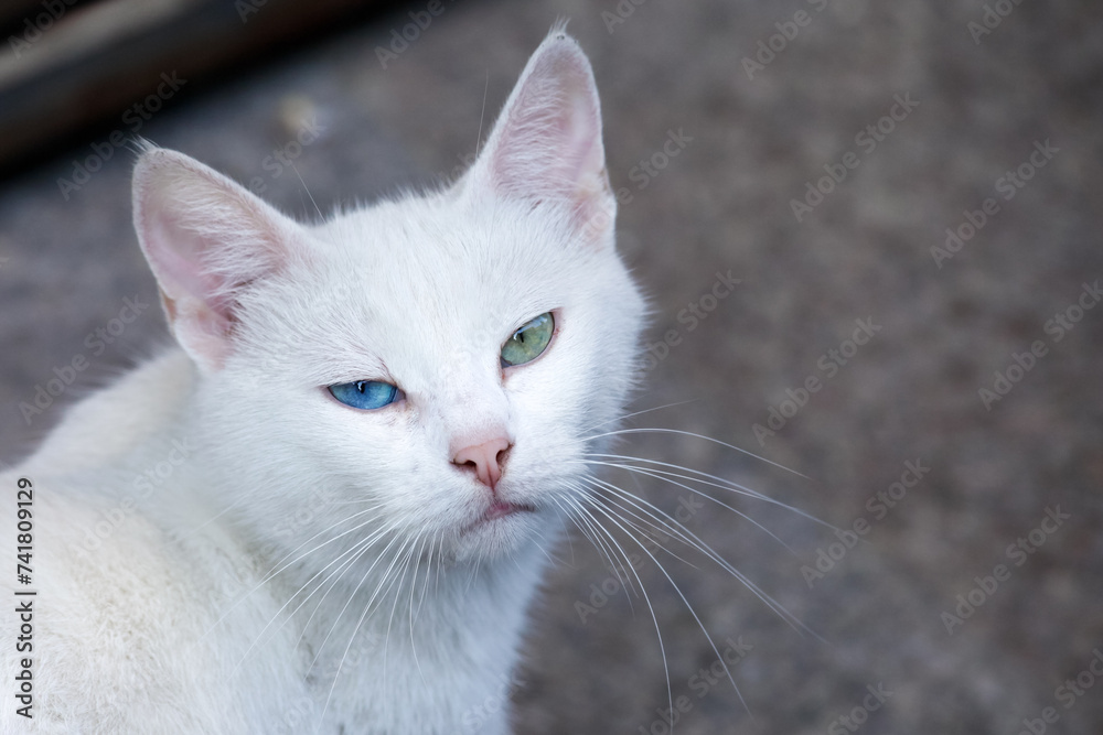 Istanbul, Turkey. Street cat with two different colored eyes. Istanbul, Turkey. Street cat with two different colored eyes.