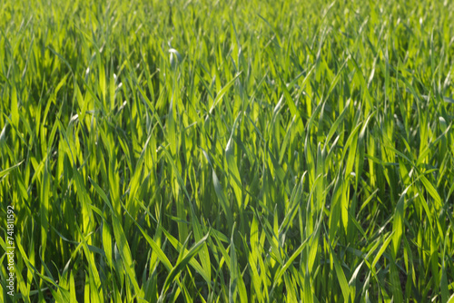 Young wheat field in springtime