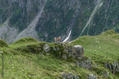 Jeunes bouquetins s' enfuyant dans le massif des Ecrins , en été , Alpes , France photo