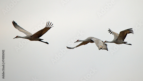 Three sandhill cranes flying with a white sky background photo