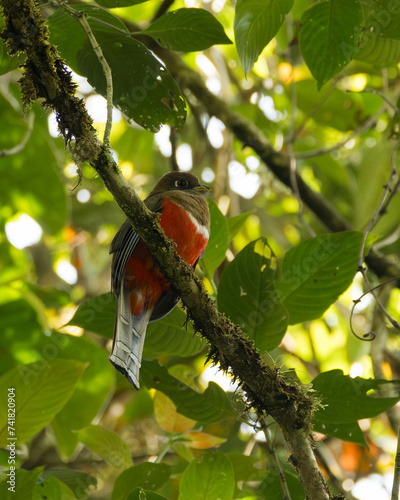 Trogón collarejo/Collared Trogon/Trogon collaris photo