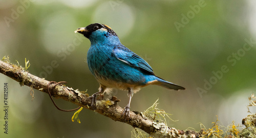 A Celebration of the Valle del Cauca's Diverse Birdlife © Daniel