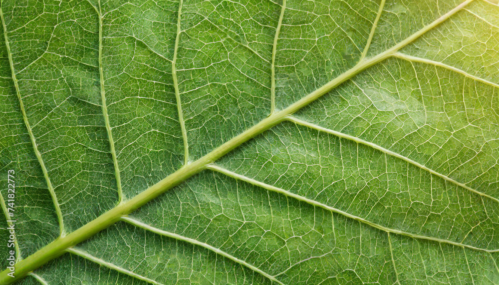 leaf vein abstract natural pattern background. diagonal stem line. green eco environmental and earth conservation concepts. leaf vein abstract natural pattern background. diagonal stem line. green eco environmental and earth conservation concepts.