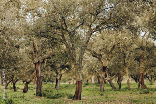 Cork oak (quercus suber) forest with harvested trees in Palmela, Portugal.  photo