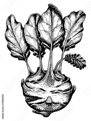 Kohlrabi cabbage sketch. Vegetable garden. Healthly food. Hand drawn vector illustration.