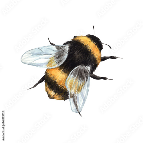 Watercolor drawing of a bumblebee in flight. Illustration hand drawn on white background, suitable for menu design, packaging, poster, website, textile, invitation, brochure, textile. photo