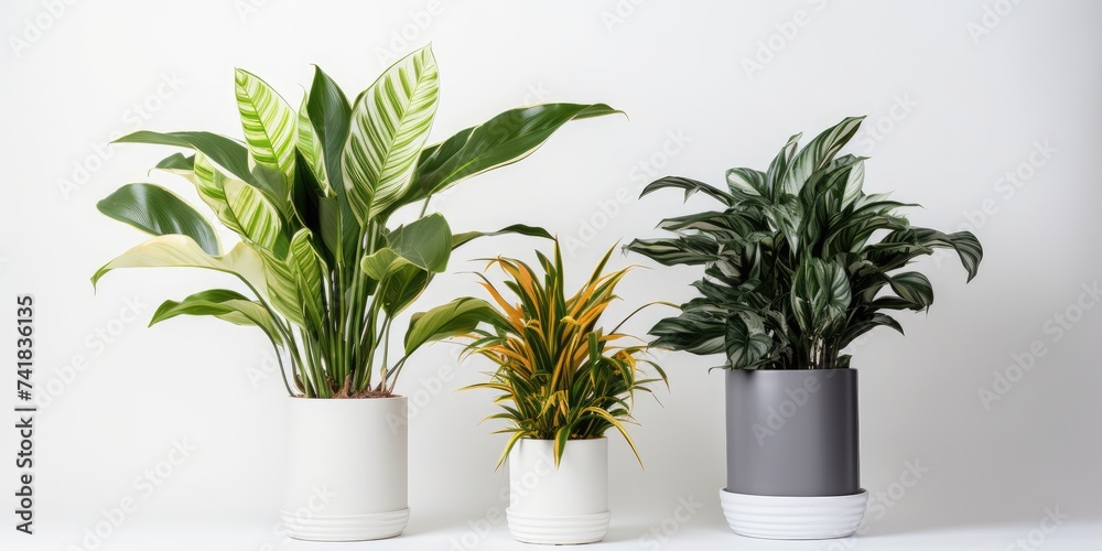 Houseplants in flower pot, white background. - obrazy, fototapety, plakaty 