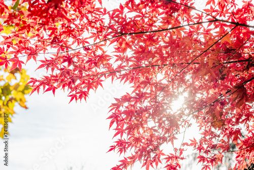 Sunlight shining through vibrant red maple leaves. Autumn foliage against a bright sky. Fall season and nature beauty concept 