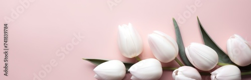white easter tulips on pink background
